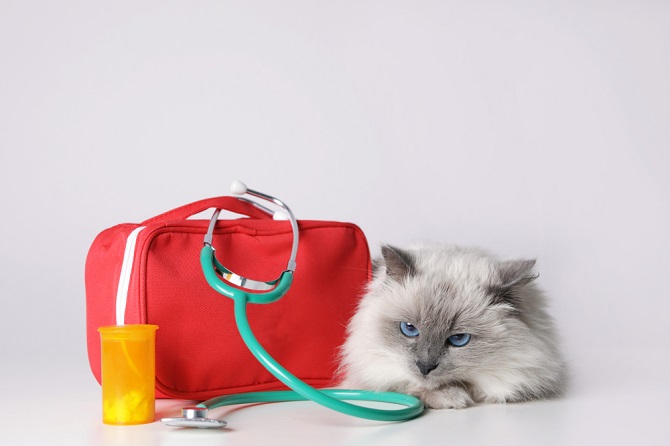 emergency-vet-kits-preparedness-for-pet-emergencies